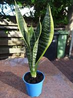 Sansevieria - 40 cm - vrouwentong, Overige soorten, Minder dan 100 cm, Groene kamerplant, Halfschaduw