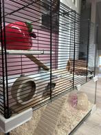 Hamster hok + Hamster, Zo goed als nieuw, 75 tot 110 cm, Ophalen, Minder dan 60 cm
