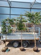 Leibomen divers, Tuin en Terras, Planten | Bomen, Ophalen, Halfschaduw, Overige soorten, 100 tot 250 cm