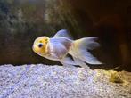 TEAB Panda/lomonhead Oranda Fancy Goldfish, Dieren en Toebehoren, Vis