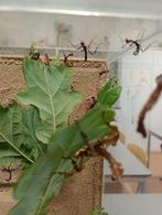 Australische flappentakken, diverse leeftijden, Dieren en Toebehoren, Insecten en Spinnen, Wandelende tak
