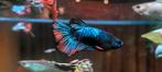 Betta mannen, Dieren en Toebehoren, Vissen | Aquariumvissen, Vis