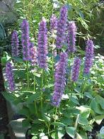 Agastache Bleu Fortune Â €1- minimaal 50 zaden., Ophalen of Verzenden, Voorjaar, Volle zon, Zaad