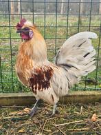 Frigo zoekt een huisje! (Haan), Dieren en Toebehoren, Pluimvee, Mannelijk, Kip