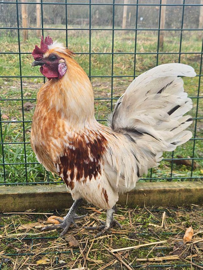 Frigo zoekt een huisje! (Haan), Dieren en Toebehoren, Pluimvee, Kip, Mannelijk