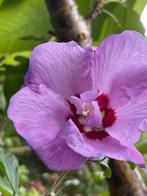 Hibiscus. Eetbare bloemen. Gifvrij & duurzaam geteeld, Ophalen, Overige soorten, Volle zon