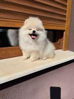 Pomeriaan, Dieren en Toebehoren, Honden | Chihuahua's en Gezelschapshonden, Rabiës (hondsdolheid), 8 tot 15 weken, Buitenland
