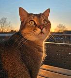 Pumba (Britse korthaar mix) zoekt een gouden mandje met tuin, Kater, Gechipt, 3 tot 5 jaar