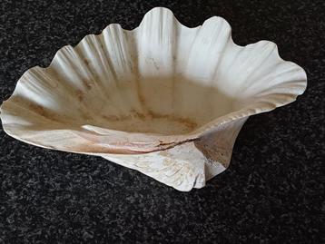 doopvontschelp groot ( vintage) beschikbaar voor biedingen