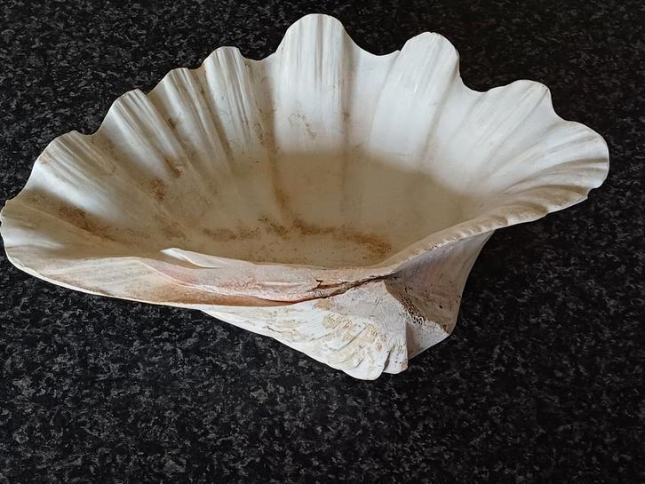 doopvontschelp groot ( vintage), Verzamelen, Mineralen en Fossielen, Schelp(en), Ophalen of Verzenden