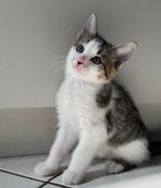 Lieve kittens, poesje en katers, grijs rood wit, 9 weken, Dieren en Toebehoren, Katten en Kittens | Overige Katten, Meerdere dieren