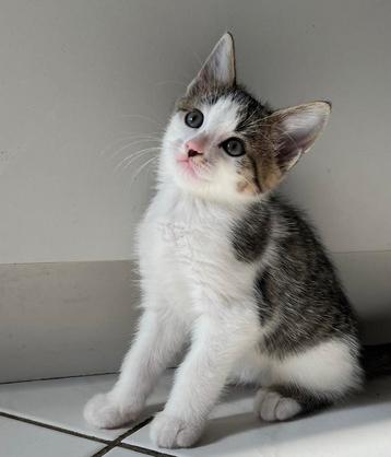 Lieve kittens, poesje en katers, grijs rood wit, 9 weken beschikbaar voor biedingen