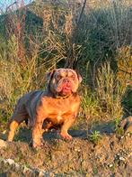 Mooie merle bully pocket teef, Teef, Bulldog, Eén hond, 3 tot 5 jaar