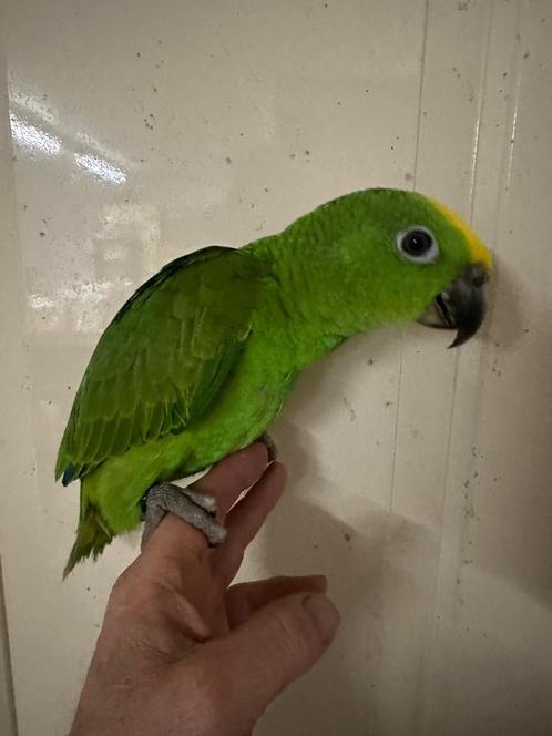 Lieve jonge tamme eigen kweek geelvoorhoofd amazone 13 weken, Dieren en Toebehoren, Vogels | Parkieten en Papegaaien, Papegaai