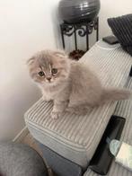 Kittens 5 highland longhair, Meerdere dieren, Ontwormd, 0 tot 2 jaar