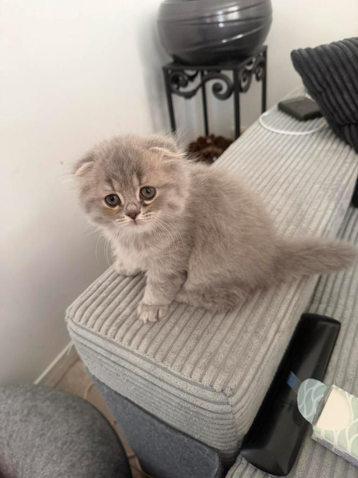 Kittens 5 highland longhair, Dieren en Toebehoren, Katten en Kittens | Raskatten | Langhaar, Meerdere dieren, 0 tot 2 jaar, Ontwormd
