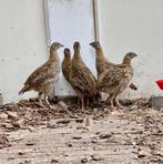 Europese Patrijzen, natuurbroed 2025, Dieren en Toebehoren, Pluimvee, Meerdere dieren, Overige soorten