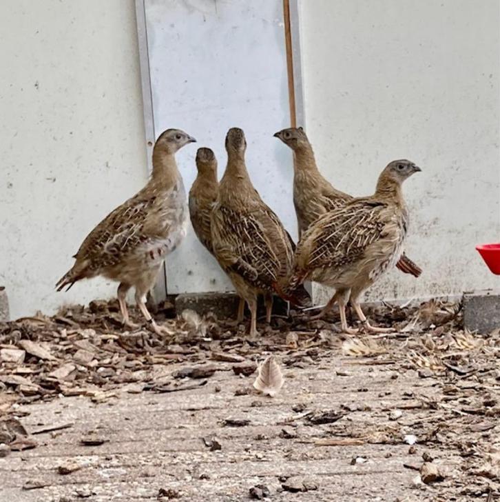 Europese Patrijzen, natuurbroed 2025, Dieren en Toebehoren, Pluimvee, Overige soorten, Meerdere dieren