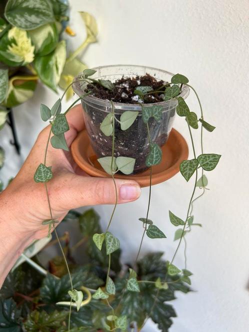 Potje string of hearts Green Love, uit stekken, Huis en Inrichting, Kamerplanten, Overige soorten, Minder dan 100 cm, Ophalen of Verzenden