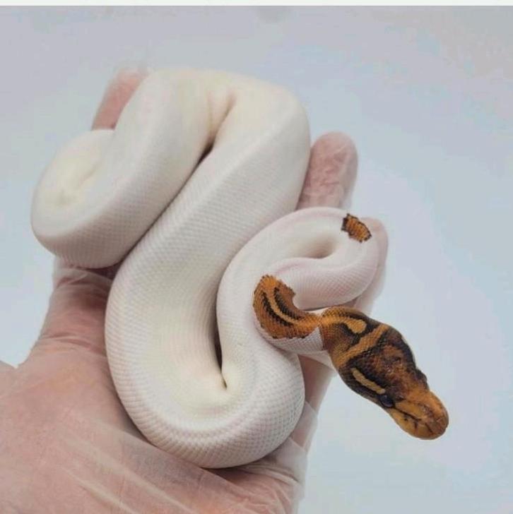 1.0 Special Pied poss YB python regius goedkoop voor Houten