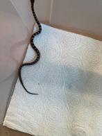 Jonge rattenslangen, Dieren en Toebehoren, Reptielen en Amfibieën, Amfibie, 0 tot 2 jaar