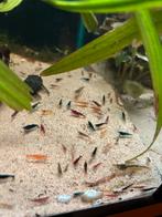 garnalen mix, Kreeft, Krab of Garnaal