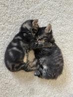 Kittens, Meerdere dieren, 0 tot 2 jaar