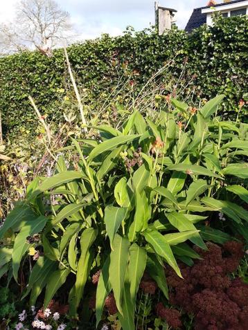 Canna brasiliensis beschikbaar voor biedingen