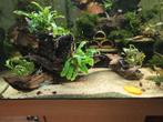 Hout voor aquarium, terrarium of paludarium en bucephalandra, Ophalen of Verzenden, Zo goed als nieuw, Plant(en), Steen of Hout