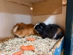 Twee cavia beertjes, Dieren en Toebehoren, Knaagdieren, Cavia, Augustus, Mannelijk, Tam