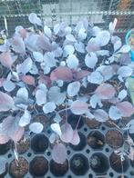 Rode kool moestuinplantjes 3 voor 1 euro, Tuin en Terras, Planten | Tuinplanten, Ophalen, Volle zon, Groenteplanten, Eenjarig