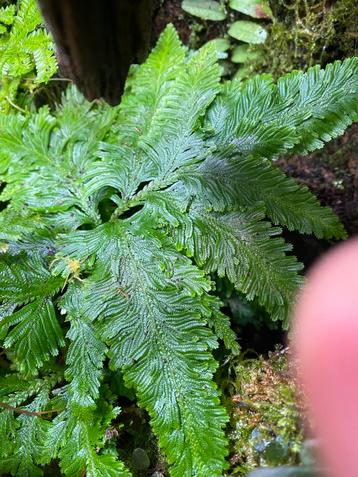 Selaginella umbrosa beschikbaar voor biedingen