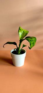 Dieffenbachia ‘Crocodile’ – babyplant , Ophalen of Verzenden, Overige soorten, Minder dan 100 cm