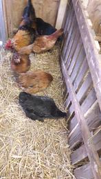 Legkippen en 1 haan, Dieren en Toebehoren, Pluimvee, Meerdere dieren, Kip