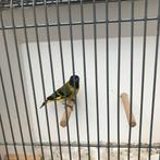 Div  vogels zie foto’s, Dieren en Toebehoren, Vogels | Overige Vogels, Mannelijk, Wildzangvogel