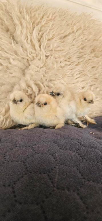 Usa zijdehoender kuikens  beschikbaar voor biedingen