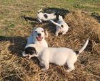 Jack Russell Terriër pups,  op zoek naar forever home., Dieren en Toebehoren, Honden | Jack Russells en Terriërs, CDV (hondenziekte)