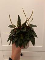 Peperomia Kamerplant, Huis en Inrichting, Kamerplanten, Ophalen, Overige soorten, Halfschaduw, Minder dan 100 cm