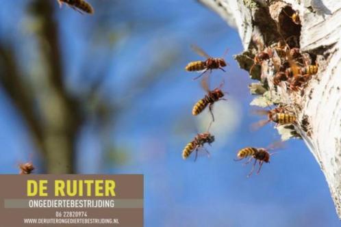 Ongediertebestrijding Kampen- wespennest verwijderen Kampen, Hobby en Vrije tijd, Overige Hobby en Vrije tijd, Ophalen