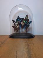 Ovale stolp met blauwe vlinders, Ophalen, Nieuw