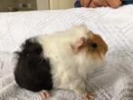 jonge cavia's, Dieren en Toebehoren, Knaagdieren, Vrouwelijk, Cavia, Na 1 juli 2024, Tam