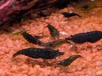Green Jade garnalen Neo caridina, Dieren en Toebehoren, Vissen | Aquariumvissen, Kreeft, Krab of Garnaal