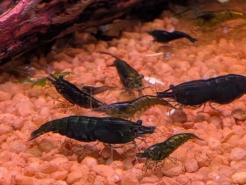 Green Jade garnalen Neo caridina, Dieren en Toebehoren, Vissen | Aquariumvissen, Kreeft, Krab of Garnaal