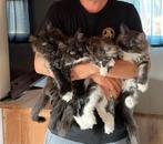 Maine Coon kittens met stamboom, geteste ouders, Poes, Gechipt, 0 tot 2 jaar