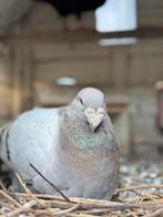 Duitse schoonheidspostduiven. Koppel, Dieren en Toebehoren, Meerdere dieren, Overige soorten