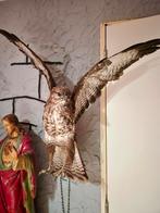 Opgezette buizerd, enkel veertje los in vleugel TEAB, Ophalen of Verzenden, Gebruikt, Vogel, Opgezet dier