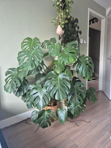 Grote Monstera Deliciosa met Mospaal beschikbaar voor biedingen