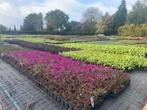 Vaste planten – tuinplanten borderpakket verzending  €14,95, Ophalen of Verzenden, Vaste plant, Overige soorten, Halfschaduw