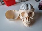 Kunststof skelet met hersenen / doodshoofd met brein, Ophalen of Verzenden
