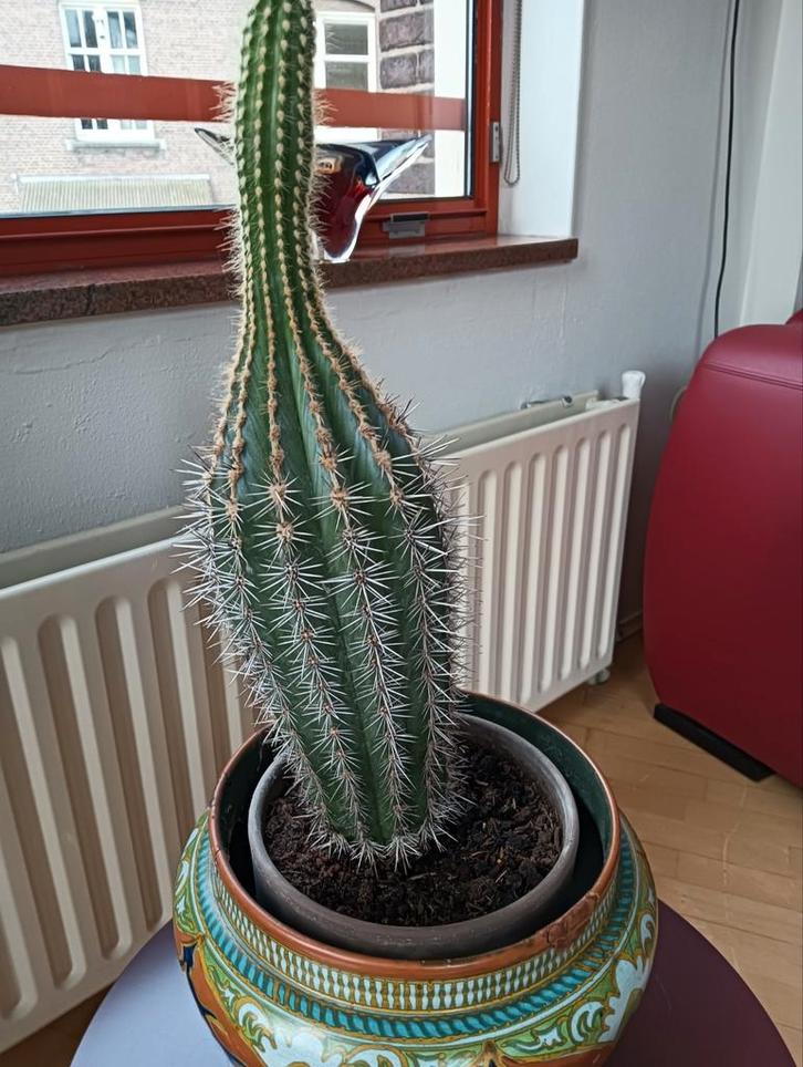 Grote zeldzame cactus 65 cm hoog 30 jaar oud, Huis en Inrichting, Kamerplanten, Cactus, Minder dan 100 cm, Volle zon, Ophalen